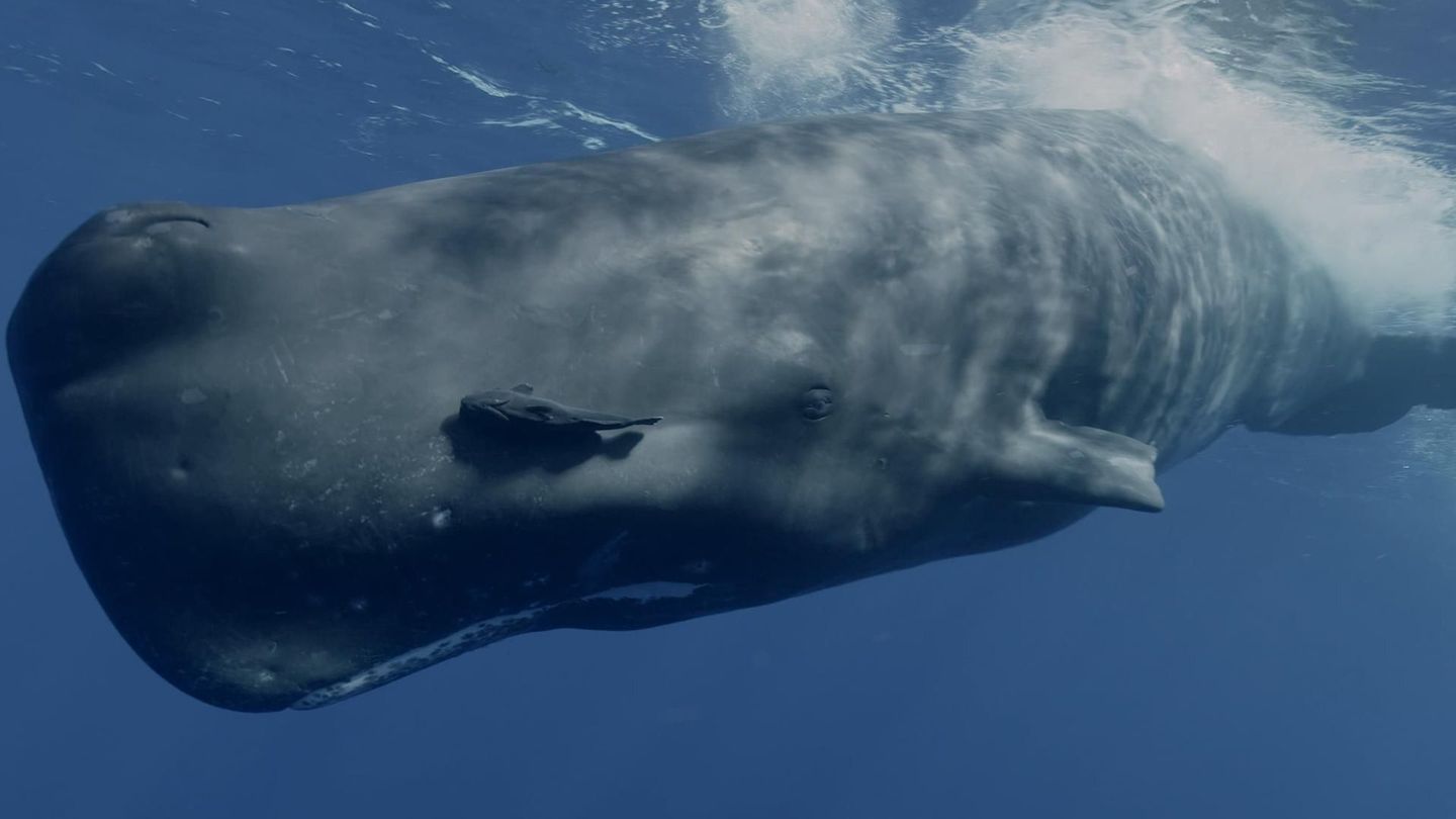 Mammifères marins