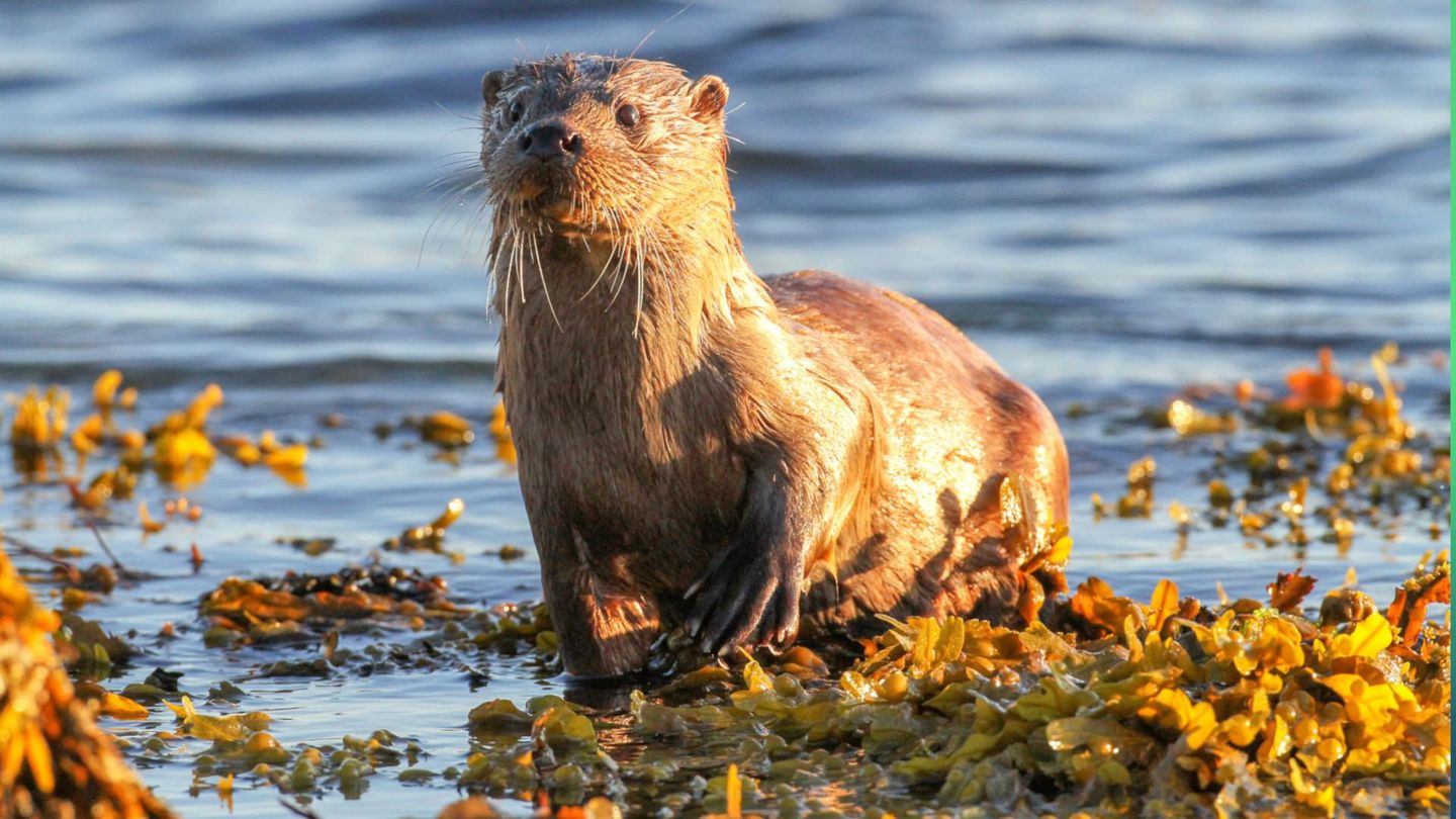 Ecosse, la quête du sauvage