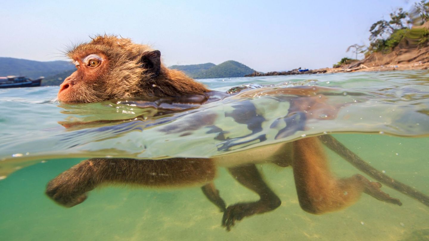 Les singes qui voulaient voir la mer