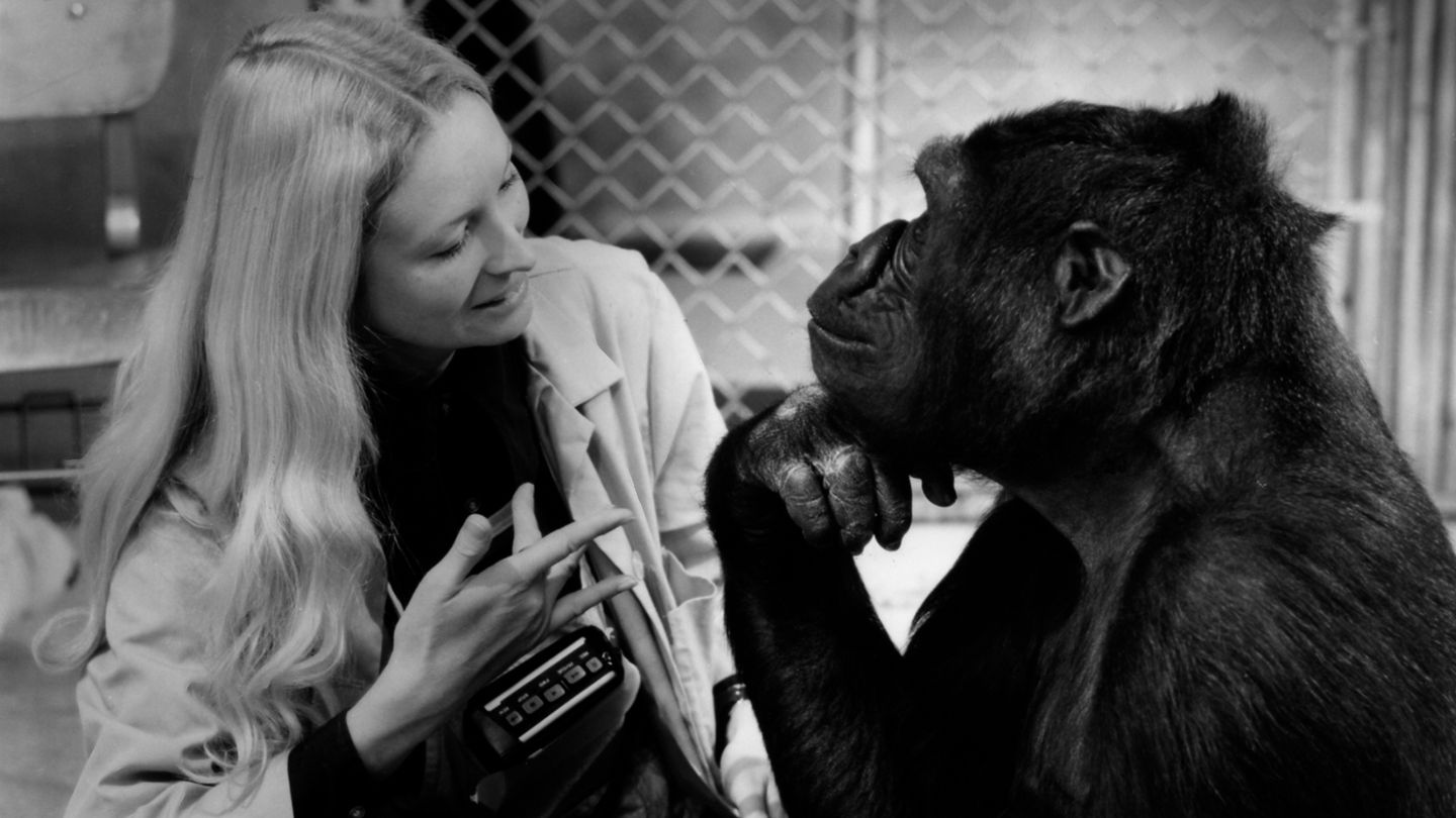 Koko, le gorille qui parle