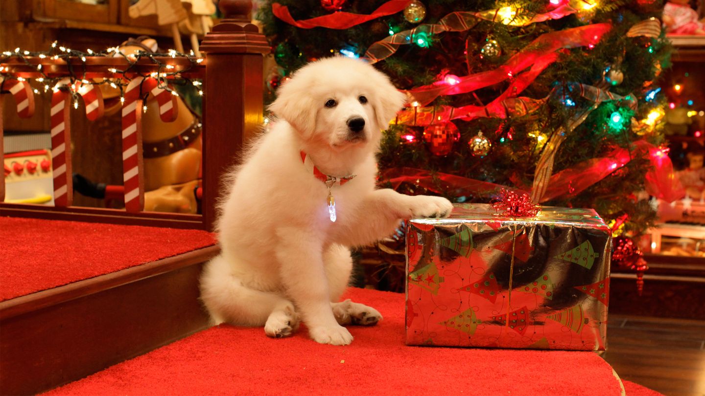Résumé et casting La mission de Chien Noël Téléfilm Jeunesse 2h05 2010