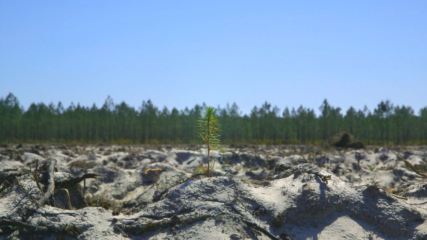 Le temps des forêts