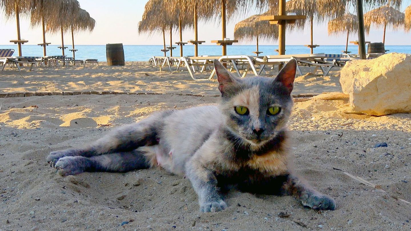 La plage... Et la faune grouillante de nos vacances