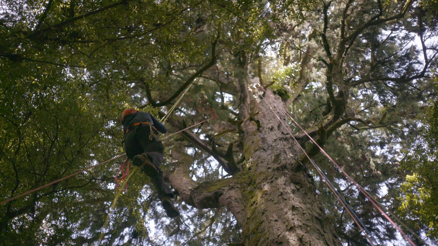 Nouvelle-Zélande : La forêt des géants