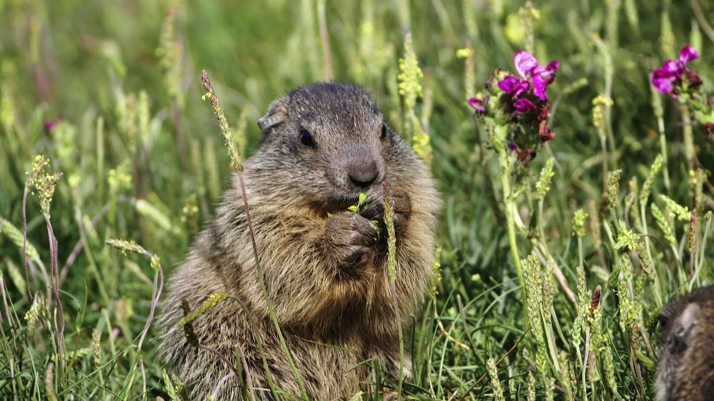 Marmottes, la guerre des clans