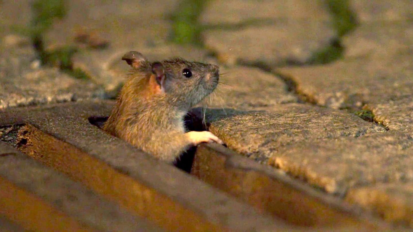 Les rats des villes : Tout un monde !