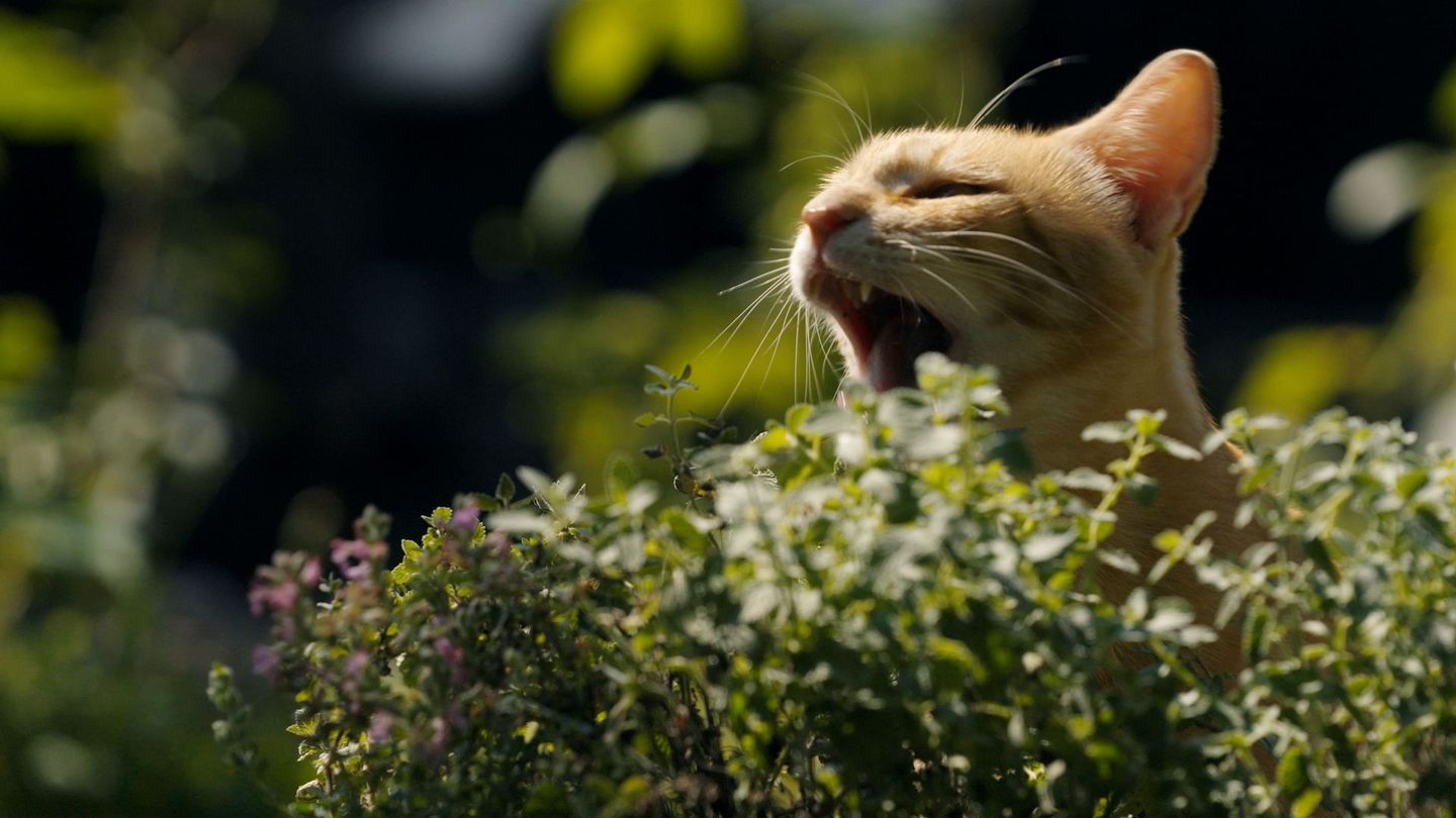 La défonce des animaux