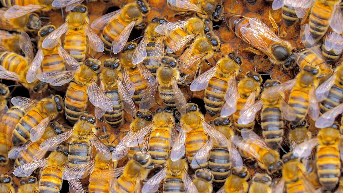 Les réseaux sociaux des animaux