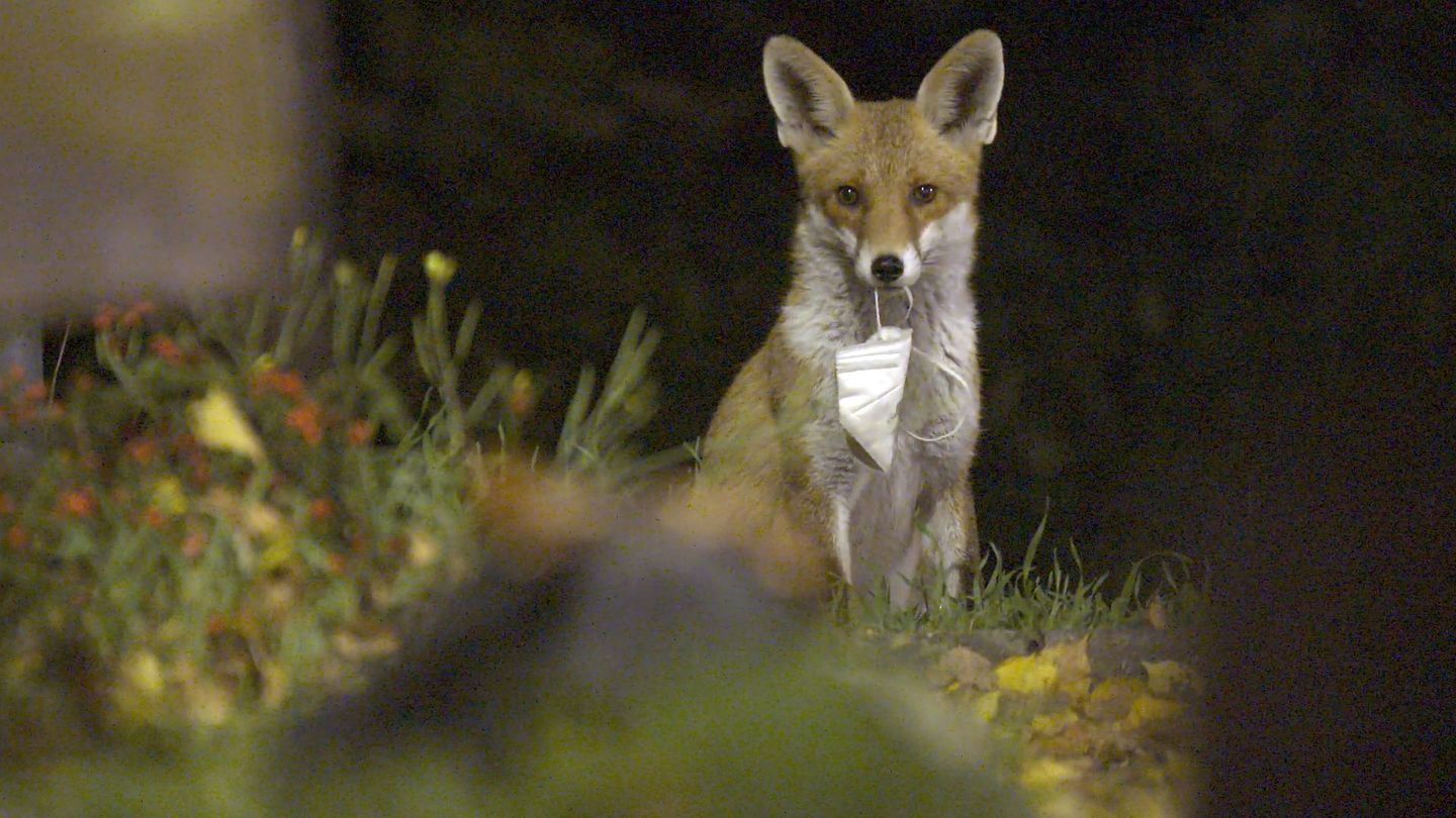 Humains confinés, animaux libérés