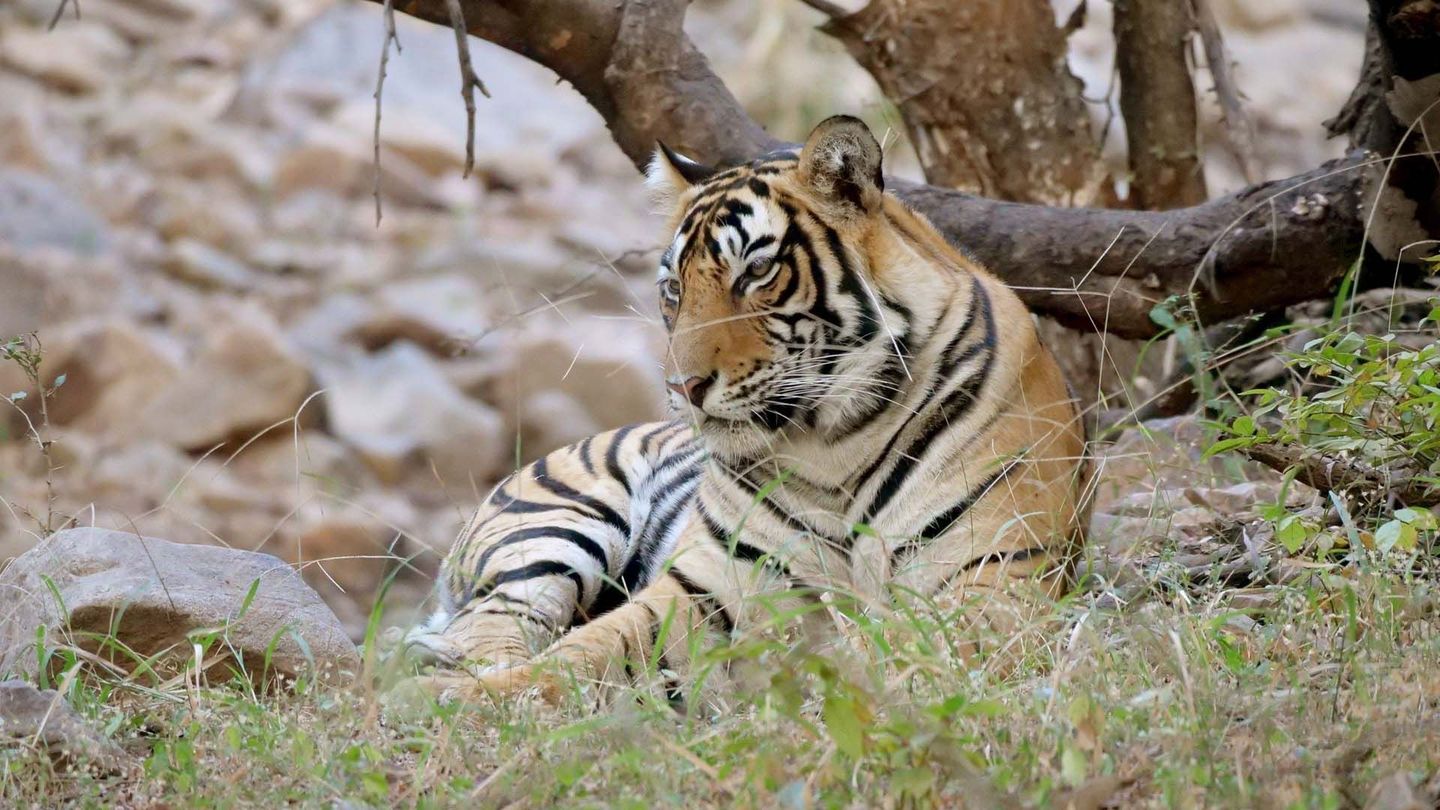 Inde : Vivre auprès des grands fauves