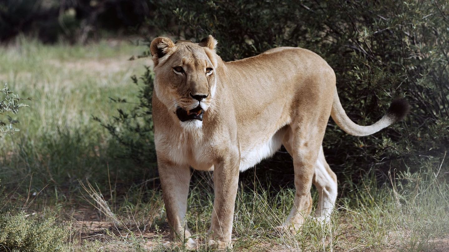 Botswana : Vivre avec les lions