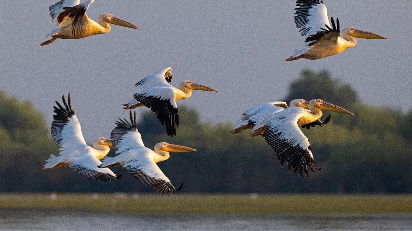 Le delta du Danube : Un paradis aux frontières de l'Europe