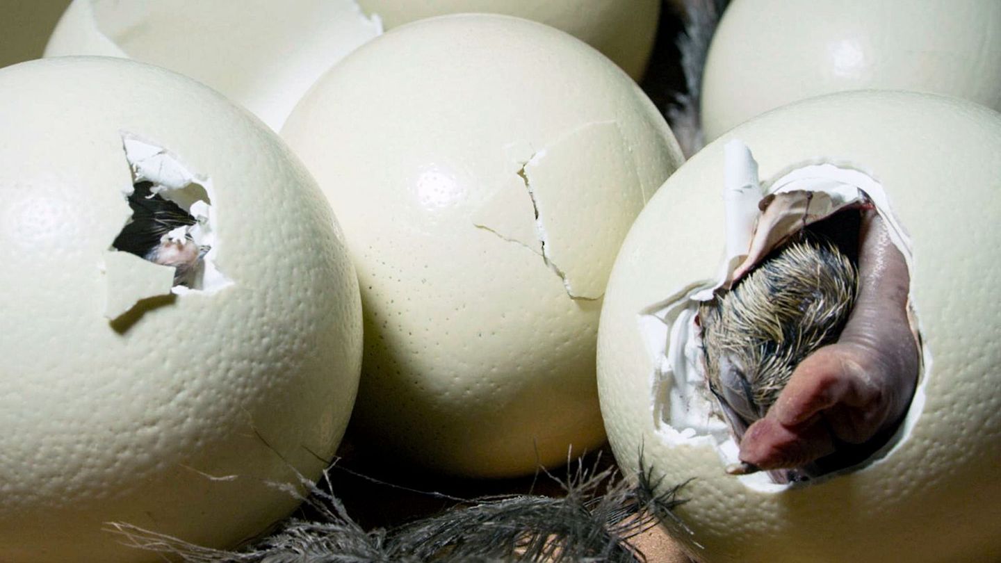 Au commencement était l'oeuf : les animaux ovipares