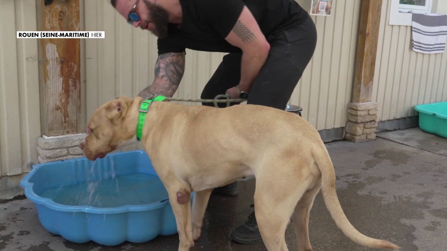Canicule : les refuges animaliers s'adaptent