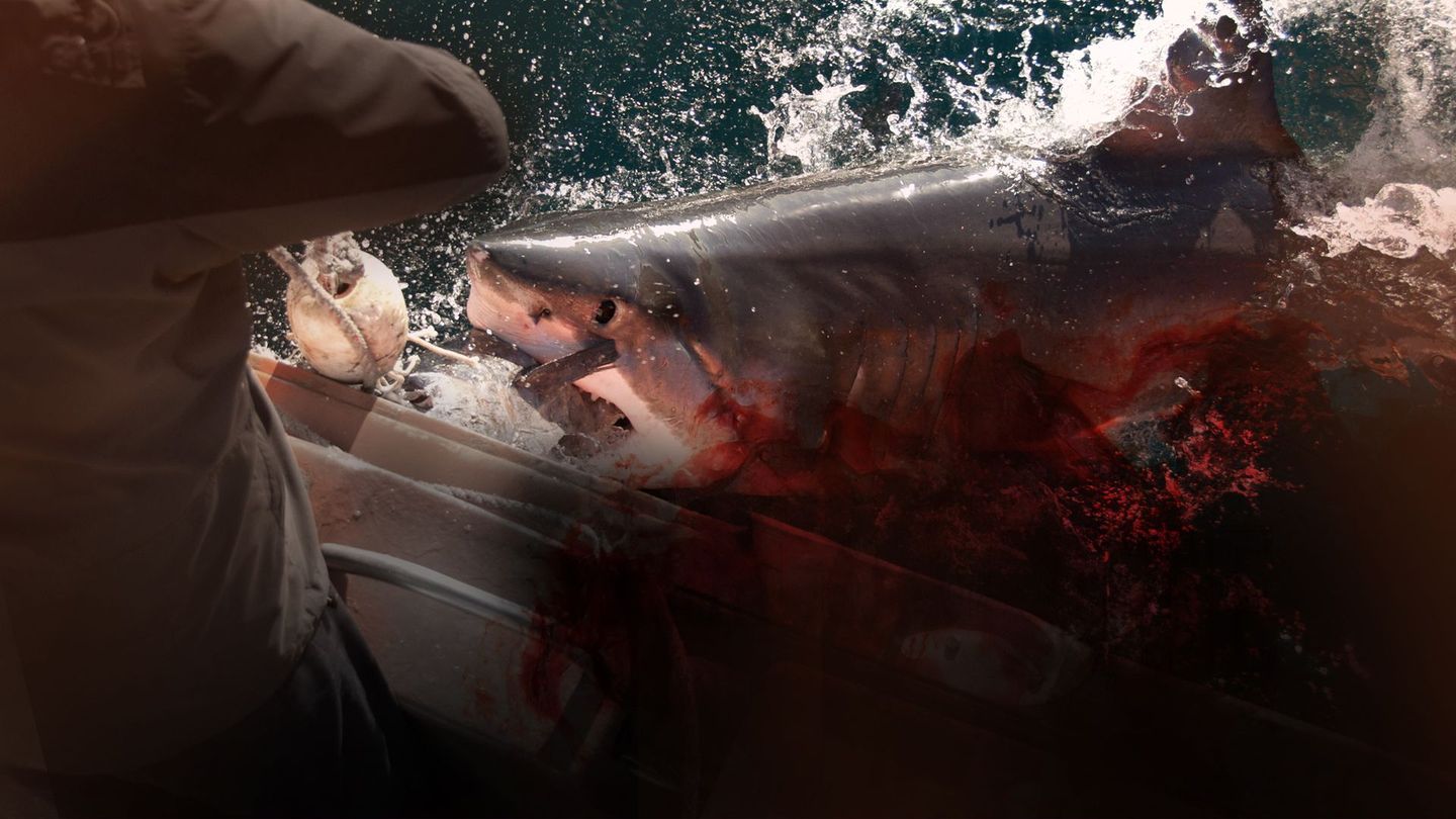 Dans la gueule du requin