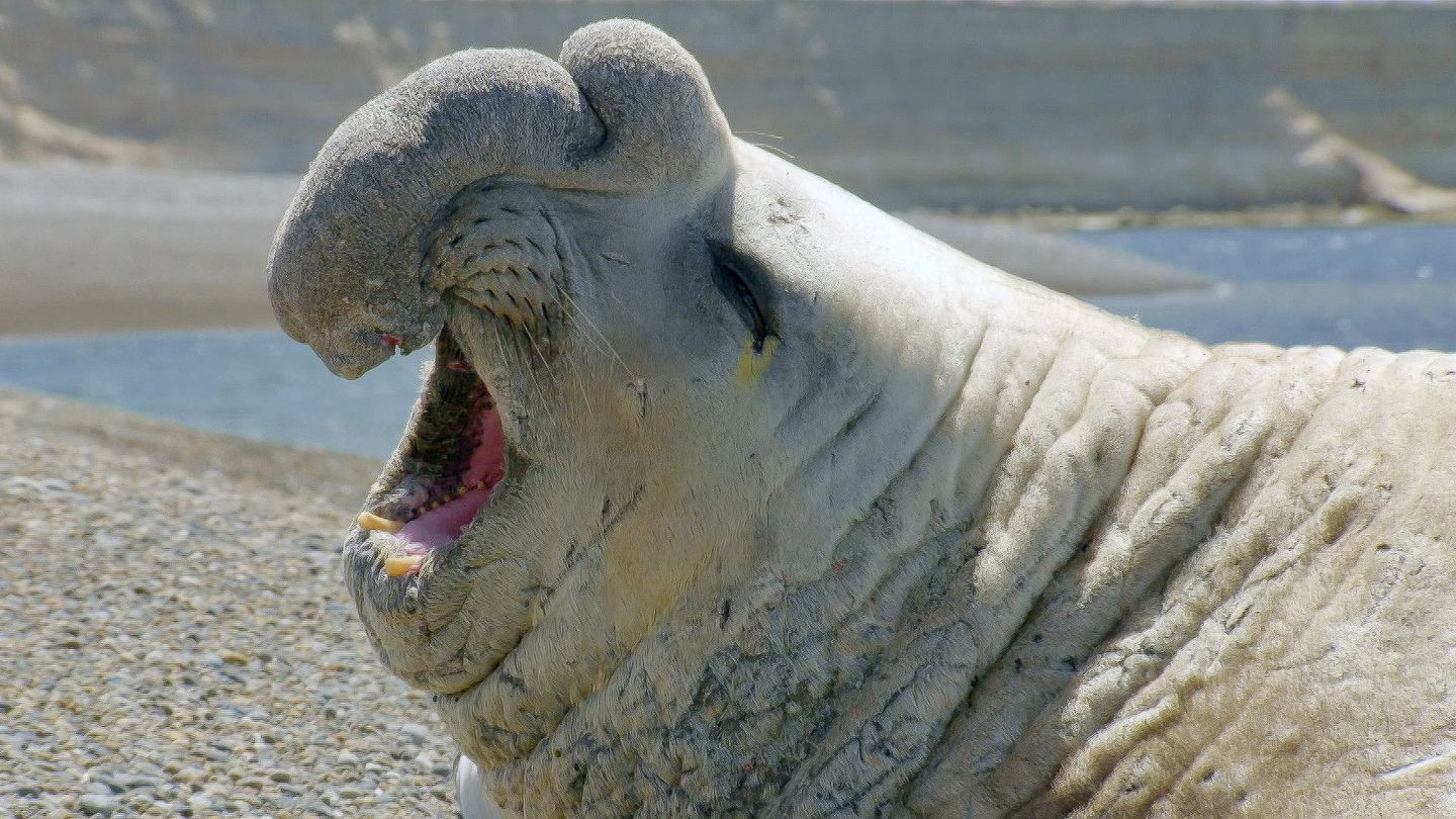 Le langage des animaux