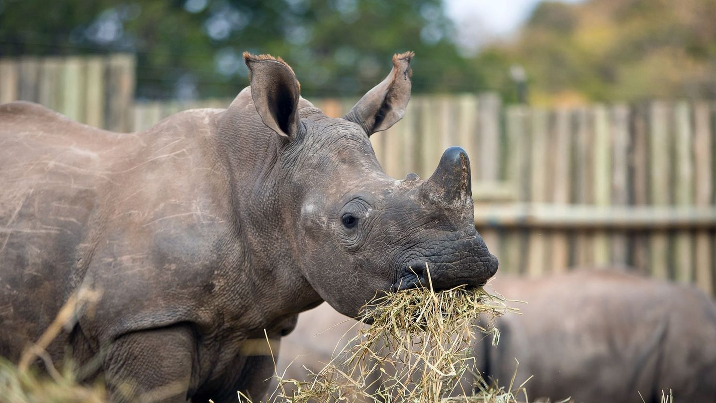 Les derniers rhinocéros d'Afrique
