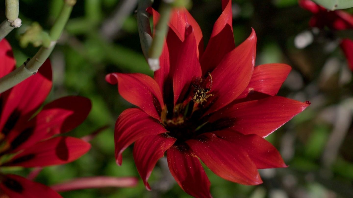 La côte ouest sauvage de l'Afrique du Sud