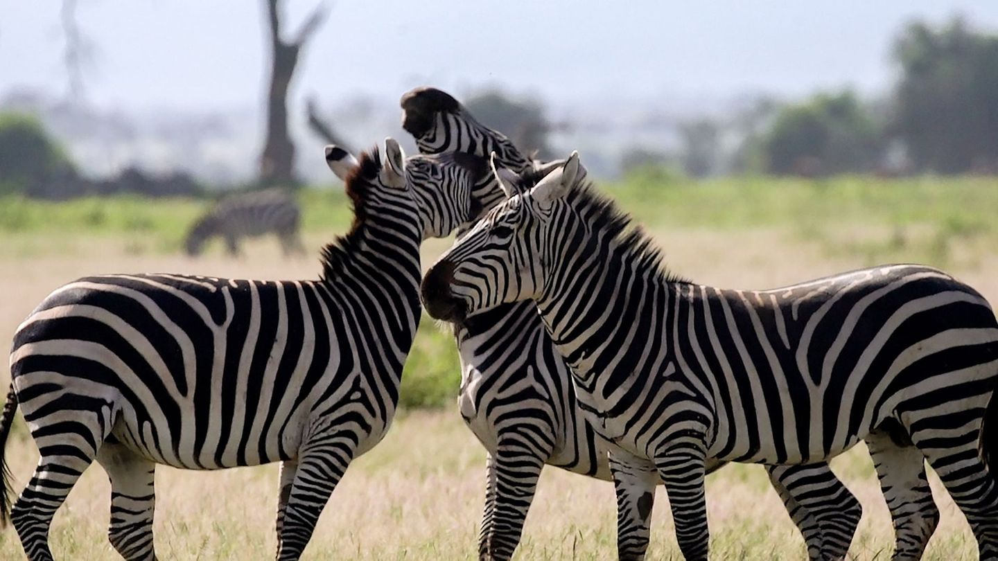 Les réseaux sociaux des animaux