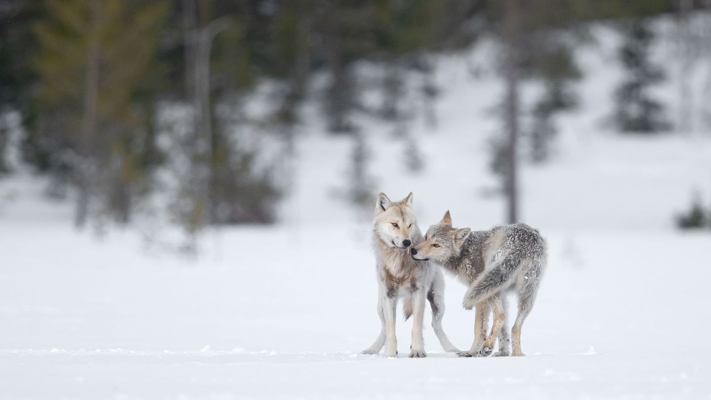 Une année parmi les loups