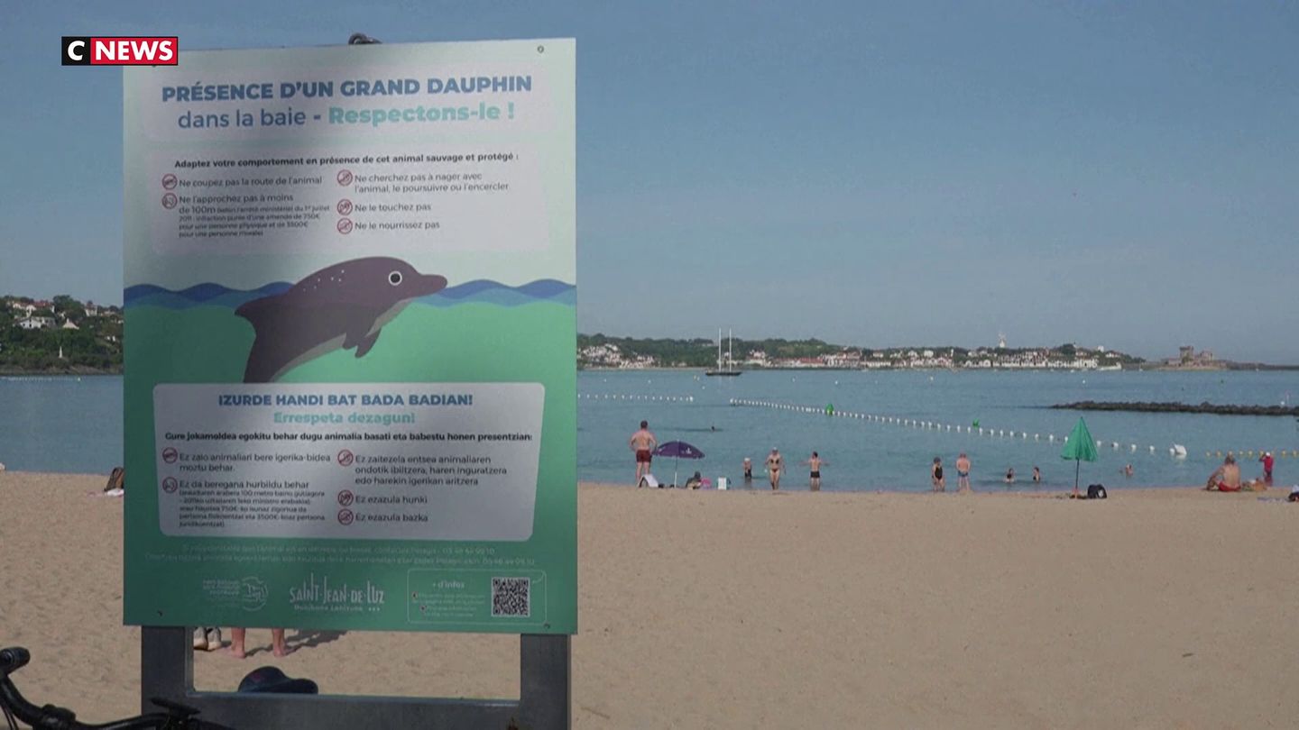 Une dauphine à Saint-Jean-de-Luz