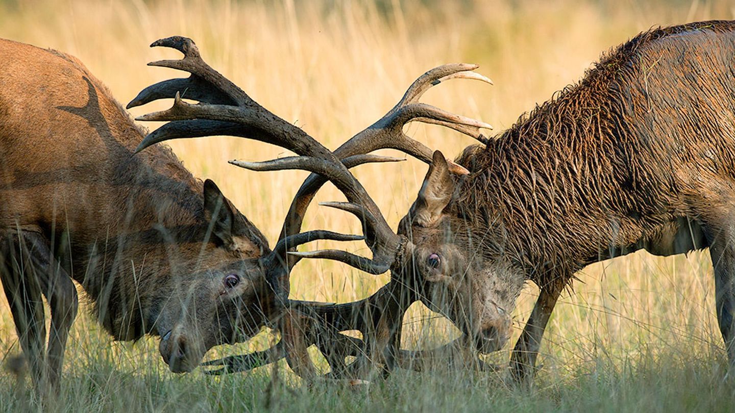 Loups et cerfs à l'ombre des blindés