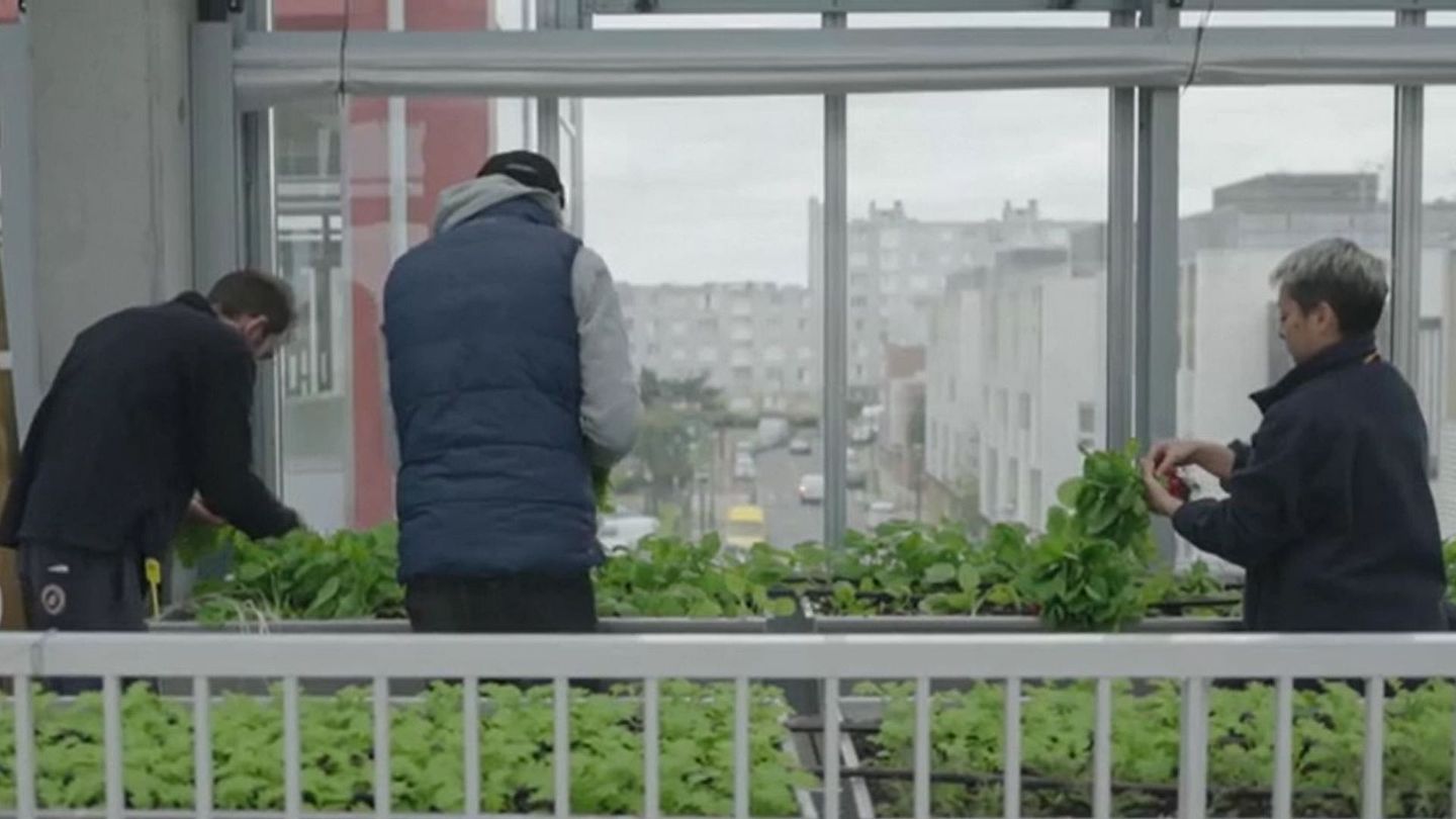 L'expérience de l'immeuble à légumes