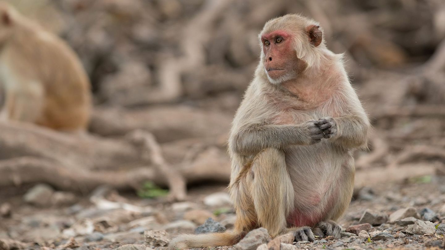 Les réseaux sociaux des animaux