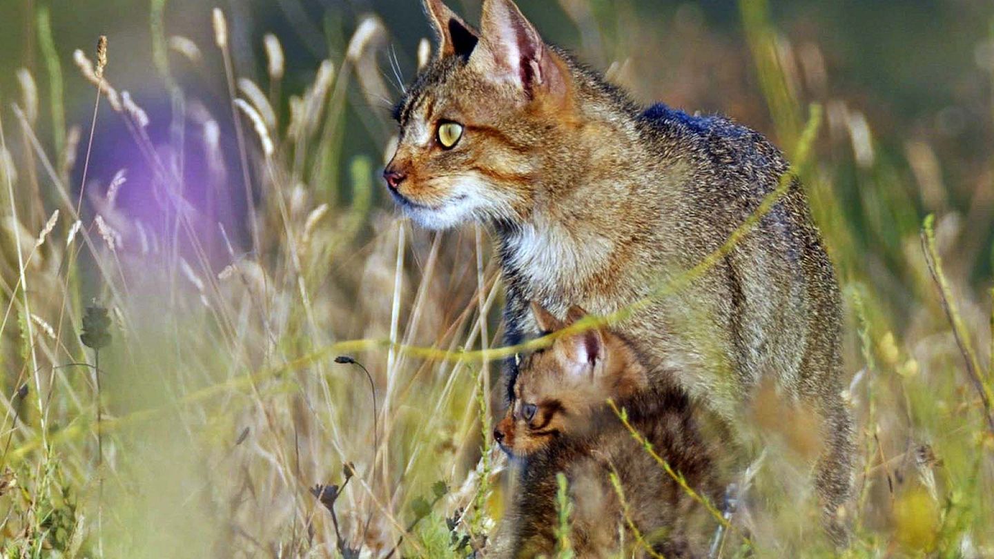 Prédateurs et proies : La faune de la péninsule Ibérique