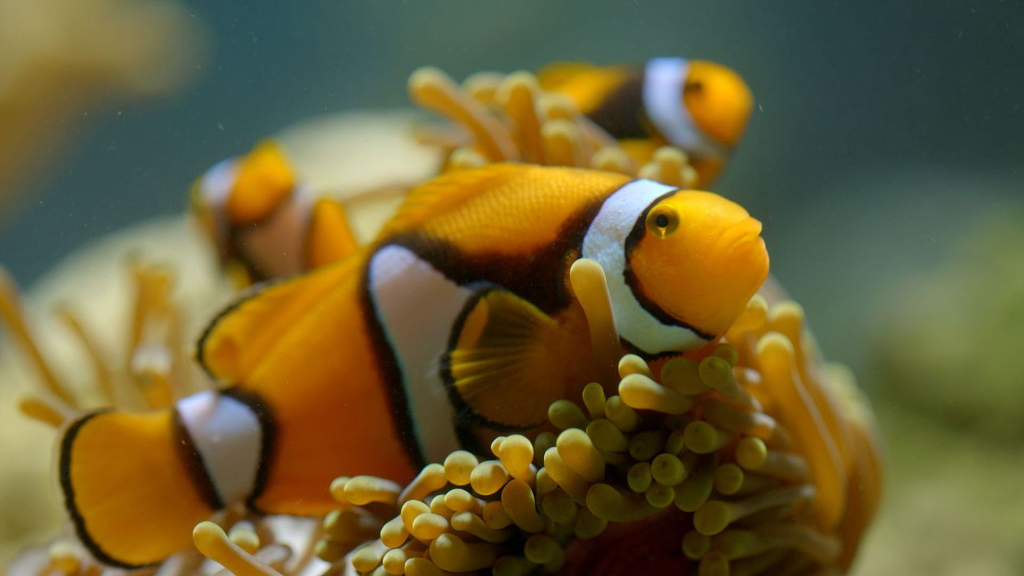 Animaux : le sexe en toute liberté