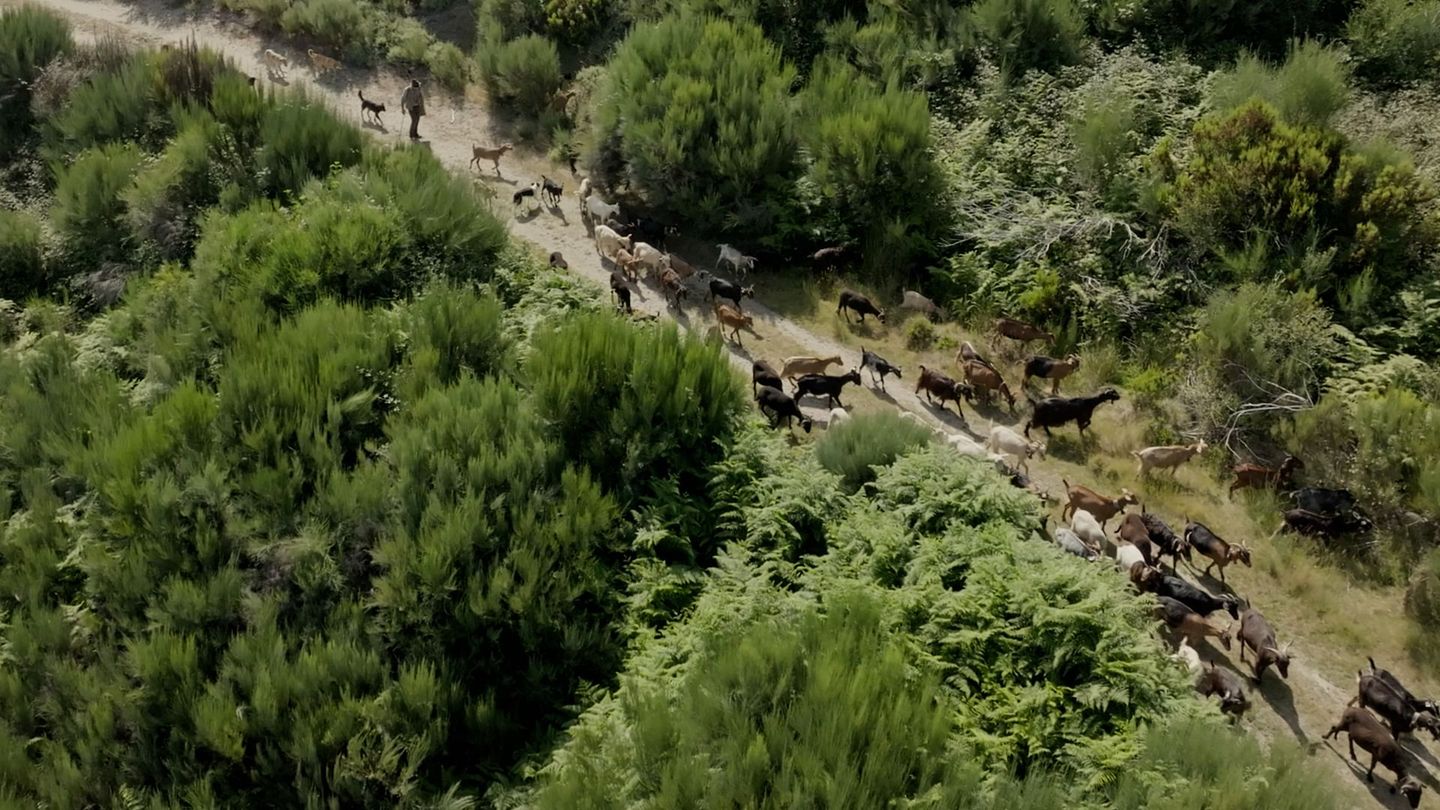 Le dernier berger de Sabugueiro