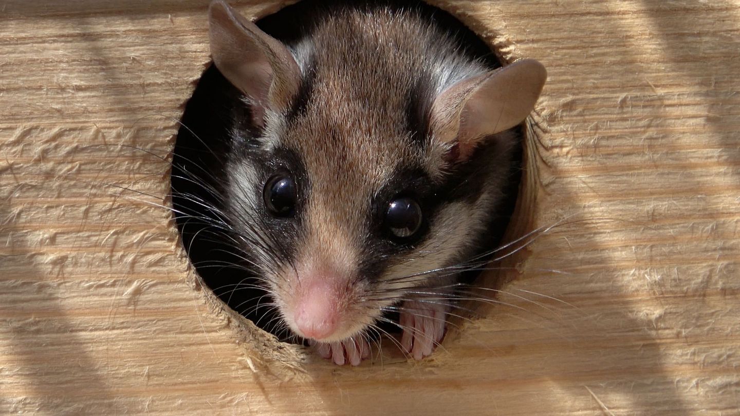 Avis de recherche : le super lérot de nos campagnes