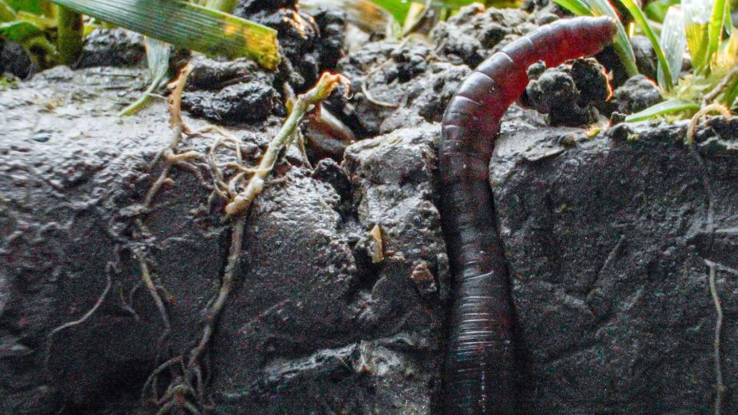 Au royaume des vers de terre : La vie du sol dévoilée