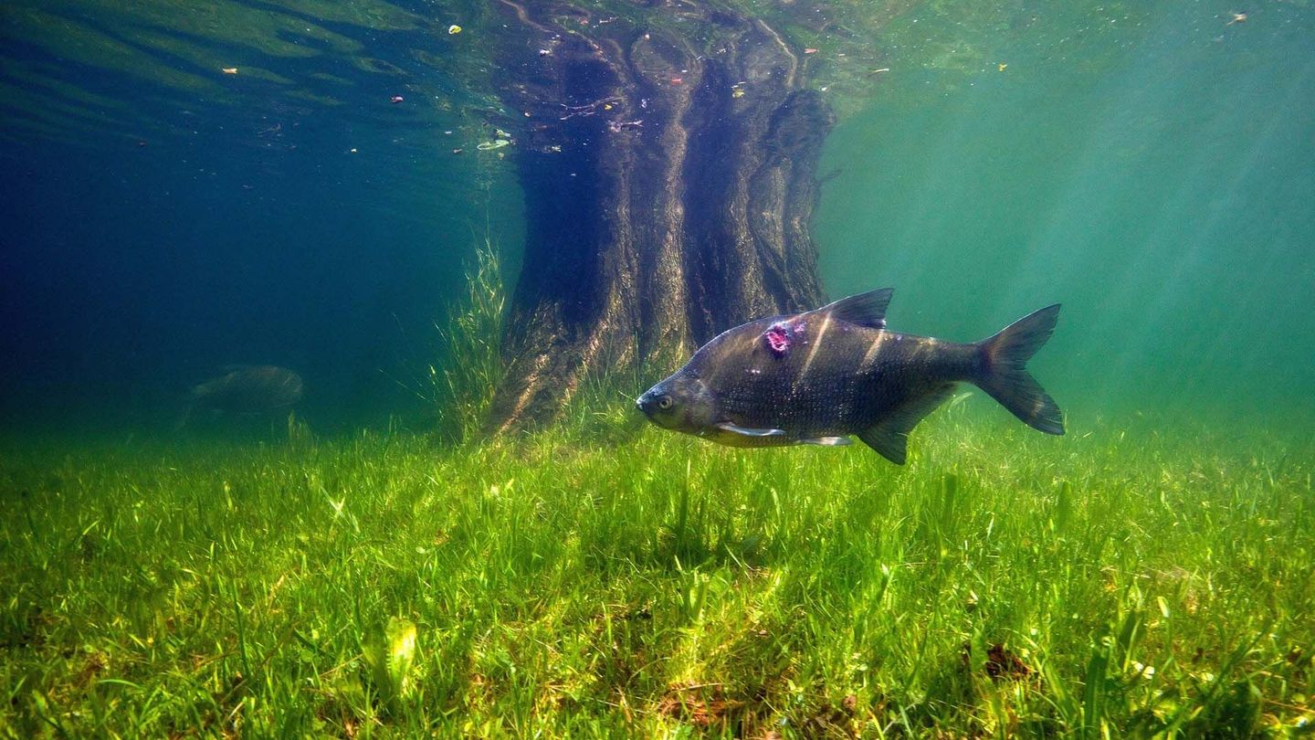 L'anguille, une vie semée d'embûches