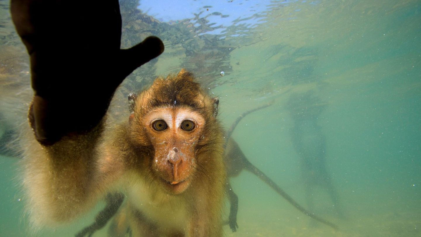 Les singes qui voulaient voir la mer