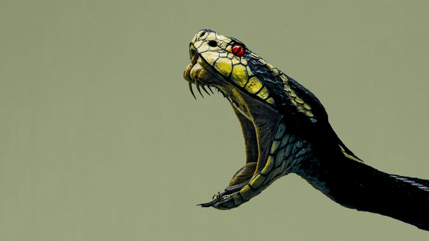 Python Mangeur d'hommes