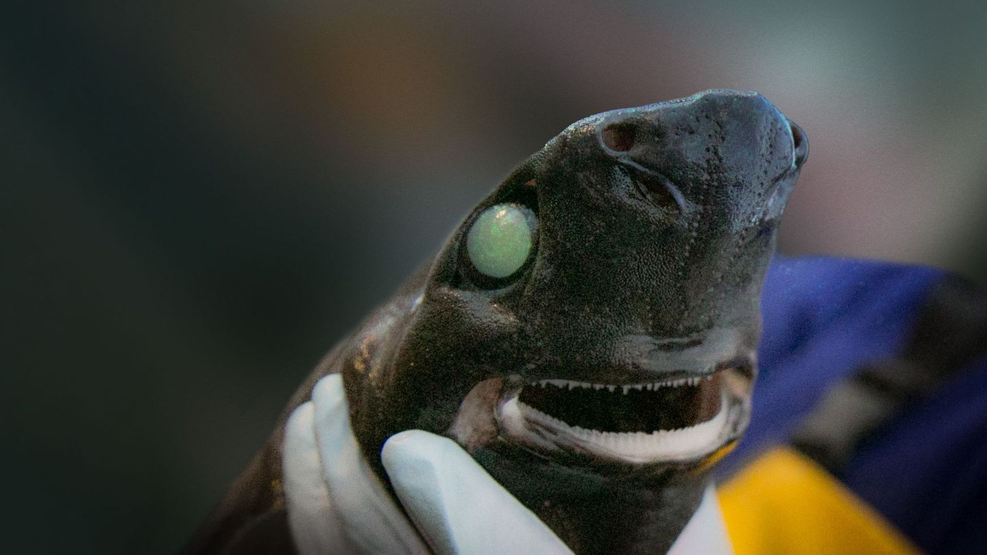 Requins des abysses