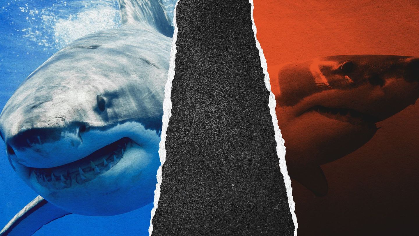 Shark of Darkness: Wrath of Submarine