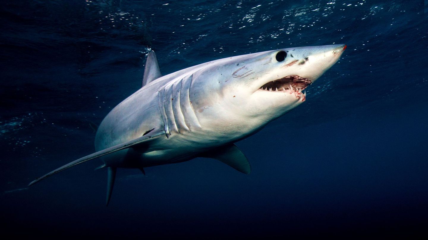 Mako : Fast N' Sharks