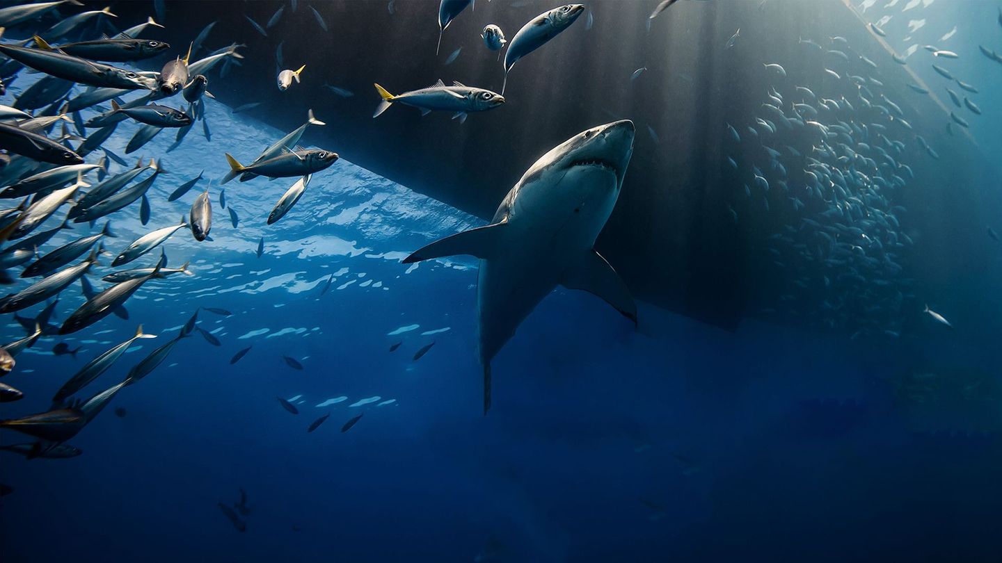 Balade avec les Grands Requins Blancs