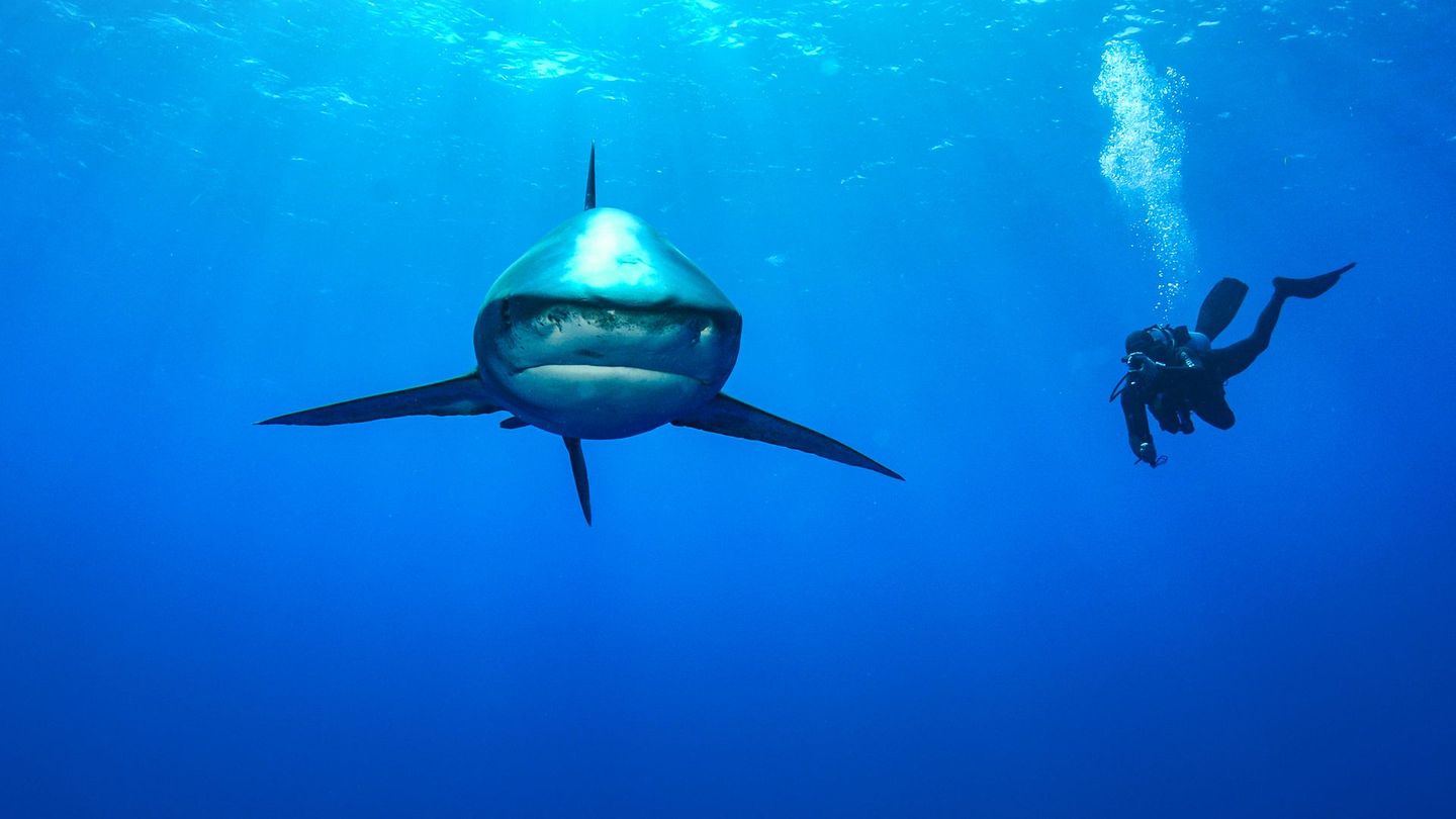 Les plus dangereux des requins