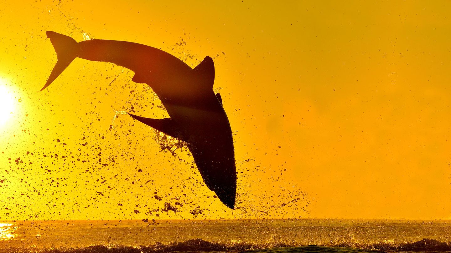 Air Jaws : prédateurs de la nuit