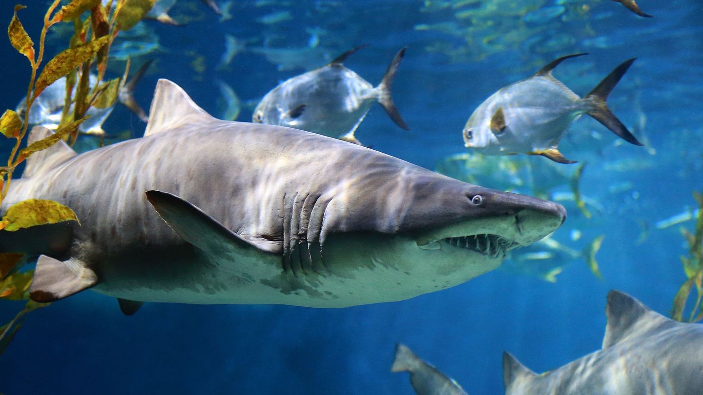Guadalupe : la nurserie des Grands Blancs