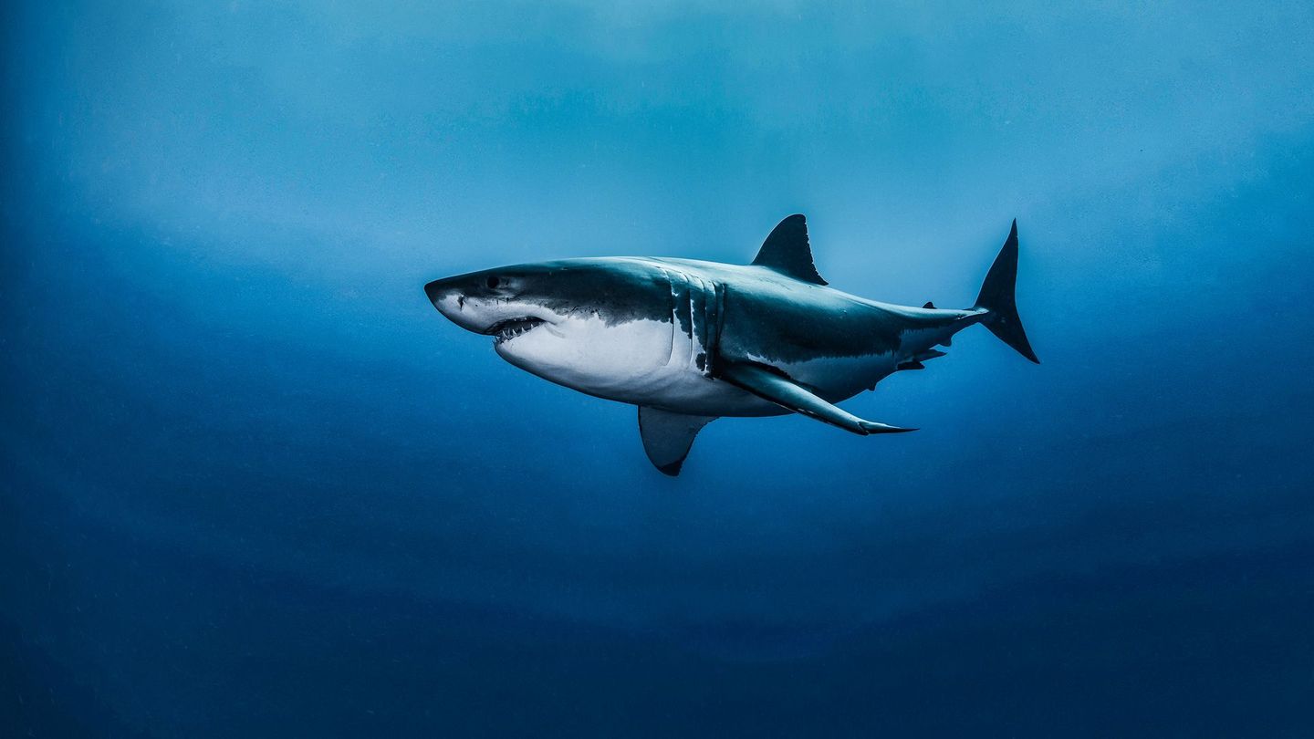 Air Jaws : proie ou prédateur ?