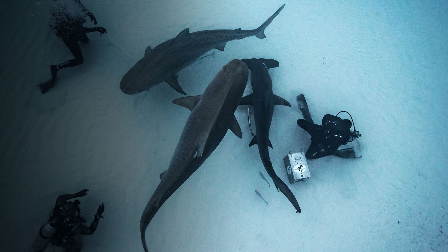 L'île aux requins : frères de sang