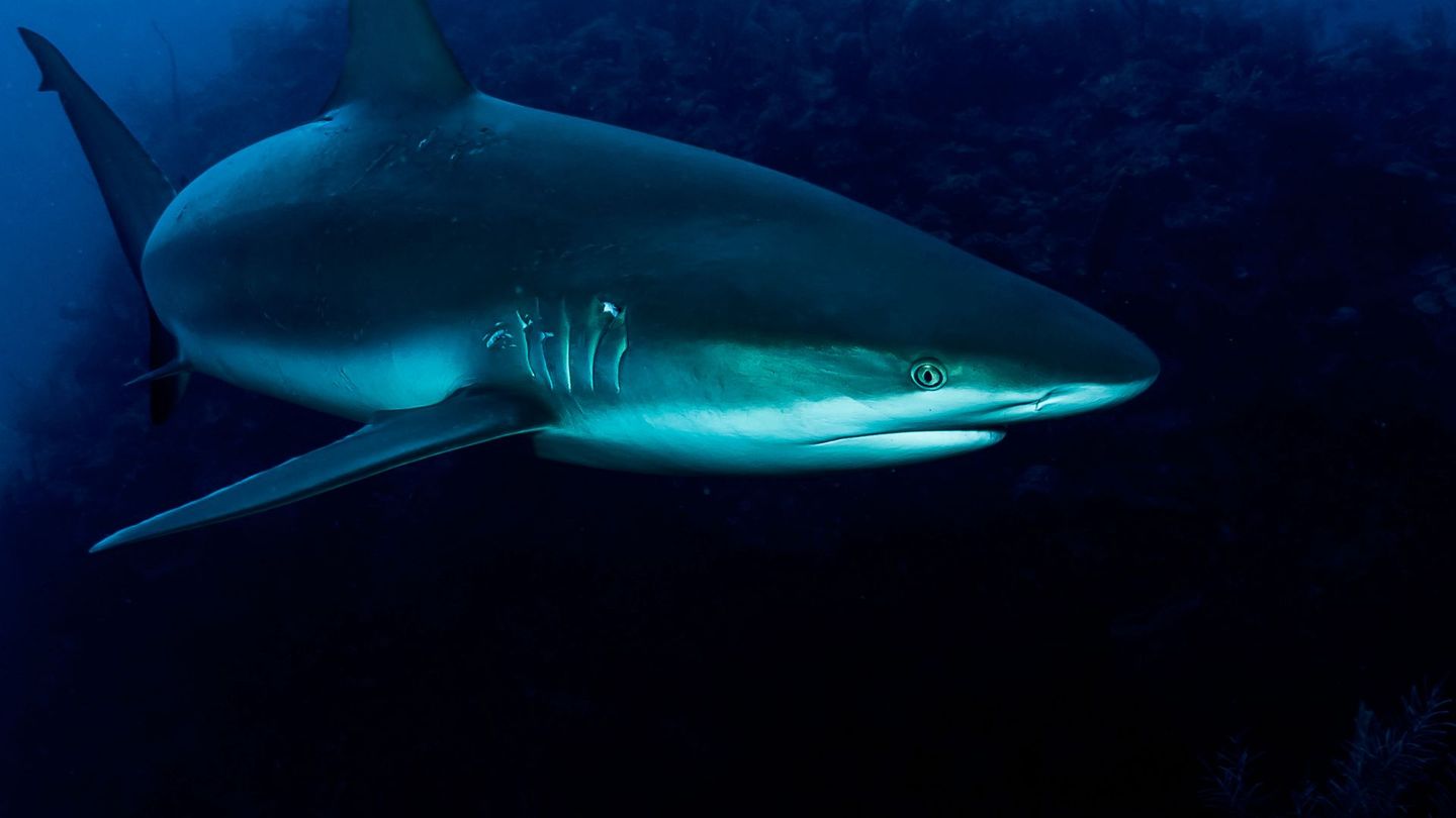 À la recherche du requin disparu