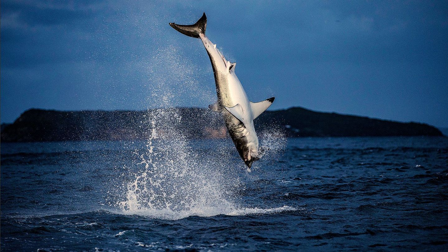 Air Jaws contre-attaque