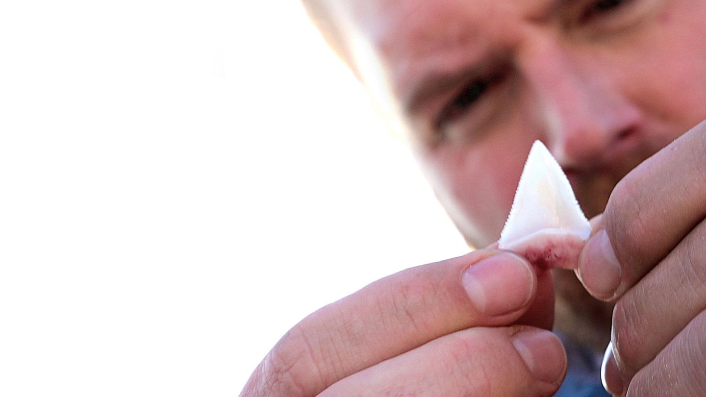 Expedition Unknown : Megalodon