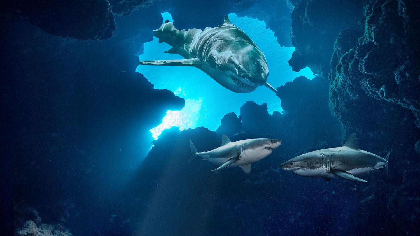 Guerre des requins : frénésie fratricide