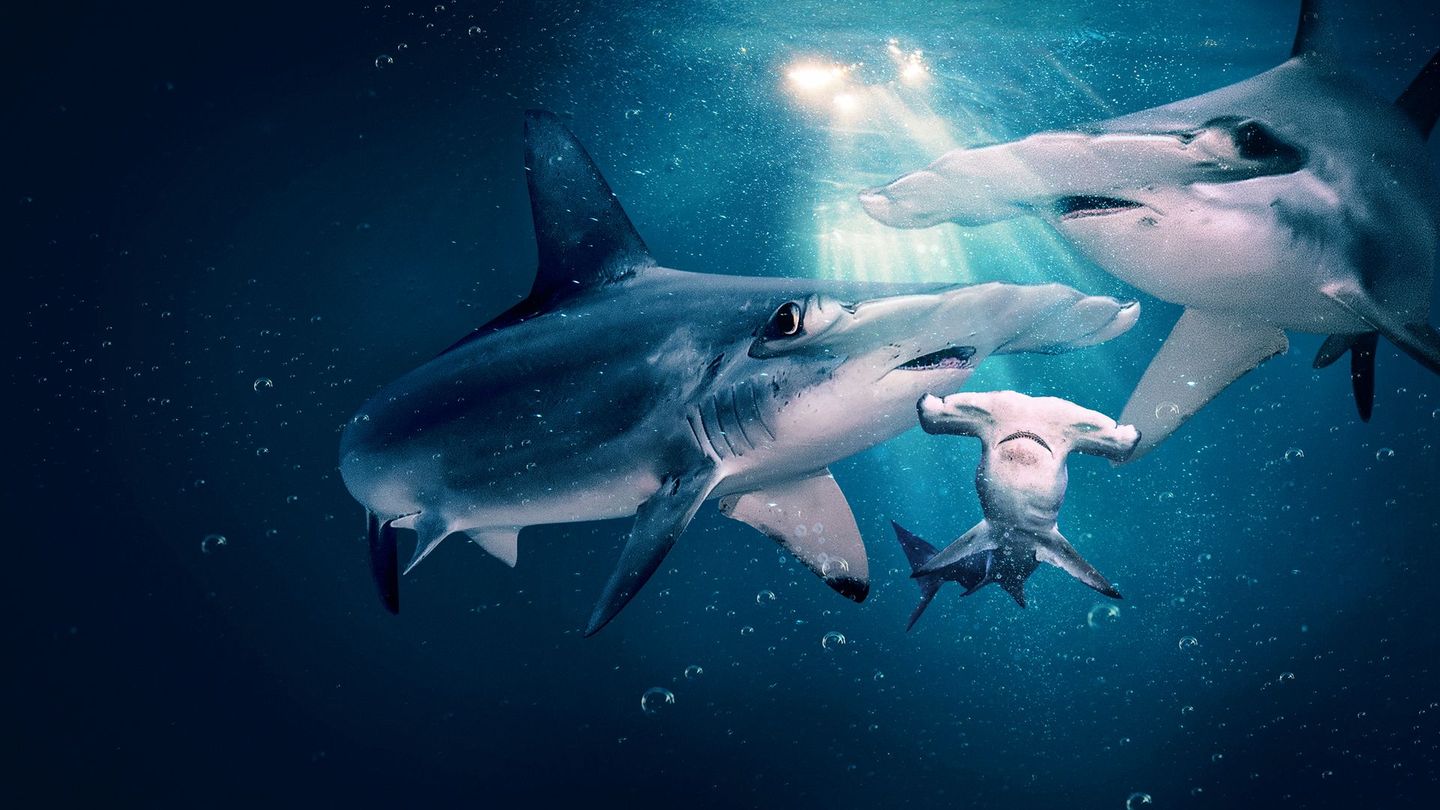 Requins-marteaux : naissance mystère